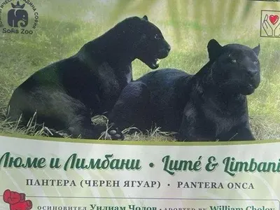 Синът на Милянкова осинови черен ягуар! Актрисата: Не искам да коментирам