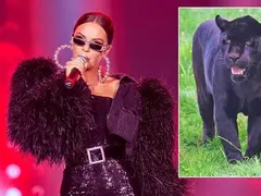 Галена се прави на пантера, ама пищи от избягалия леопард