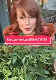 Мира Добрева: Как отгледа невероятни домати на балкона си!