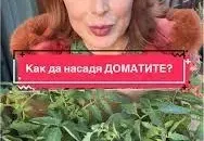 Мира Добрева: Как отгледа невероятни домати на балкона си!