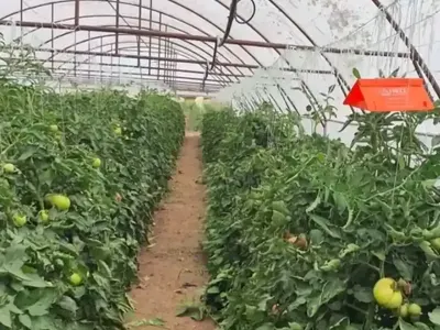 Неочаквана напаст удря България, пораженията са 100%