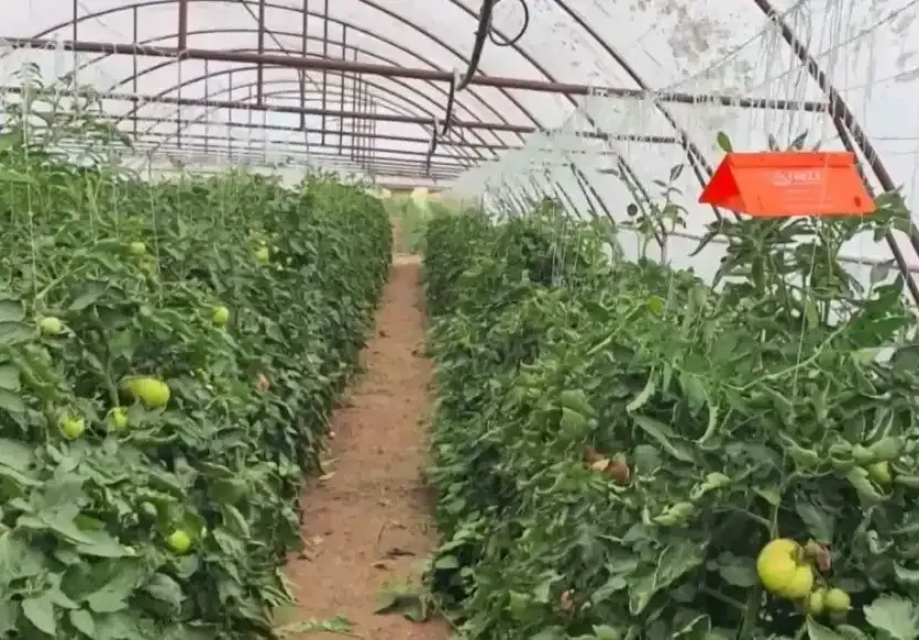 Неочаквана напаст удря България, пораженията са 100%