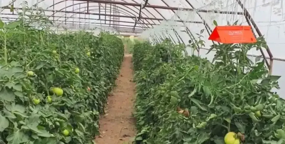 Неочаквана напаст удря България, пораженията са 100%