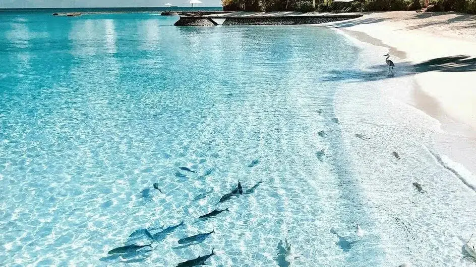 През следващата седмица в TravelLove: кози по дърветата, пумата чудо и Пипи на релси