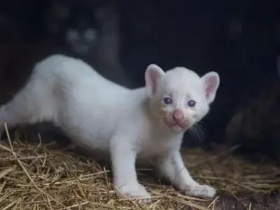 През следващата седмица в TravelLove: кози по дърветата, пумата чудо и Пипи на релси