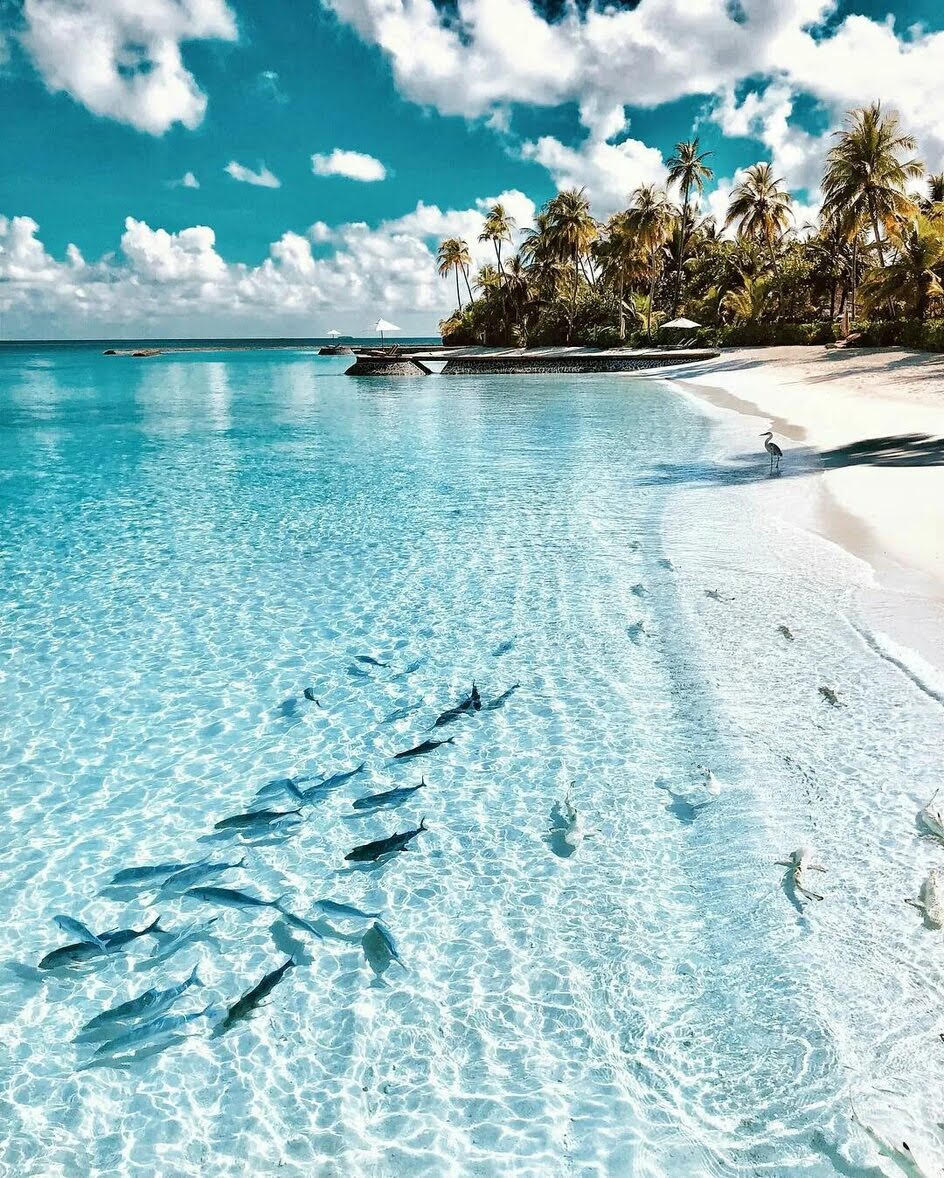 През следващата седмица в TravelLove: кози по дърветата, пумата чудо и Пипи на релси