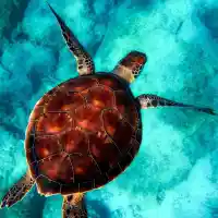  Travellove ти носи света в ръцете!