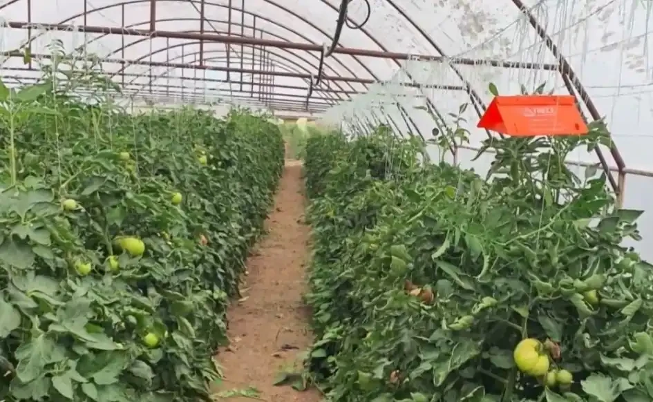 Неочаквана напаст удря България, пораженията са 100%
