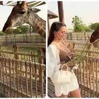 Шок! Десита храни жираф в Дубай и става звезда на сафари!