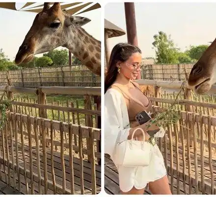 Шок! Десита храни жираф в Дубай и става звезда на сафари!