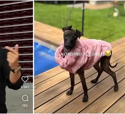 Коцето шокира с розово якенце за хрътката си!