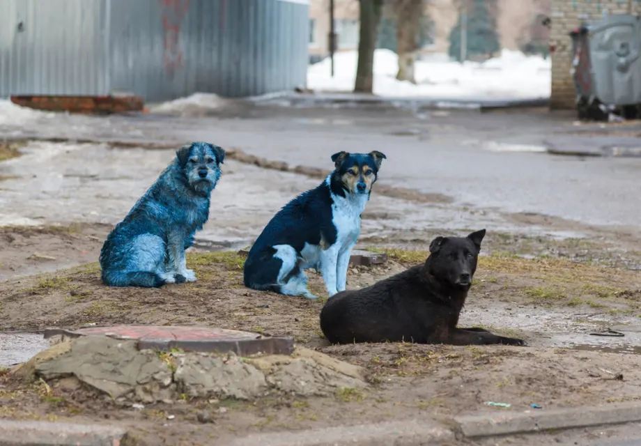 Мистерия в Чернобил: Забелязаха кучета със синя козина в забранената зона