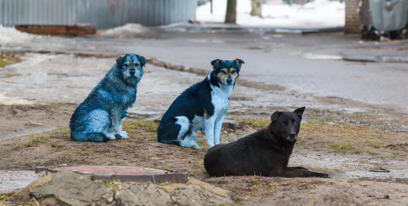 Мистерия в Чернобил: Забелязаха кучета със синя козина в забранената зона
