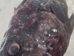 Супер скандал: Корейският костур заплашва морето!