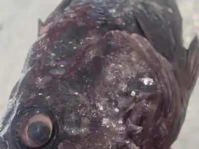 Супер скандал: Корейският костур заплашва морето!