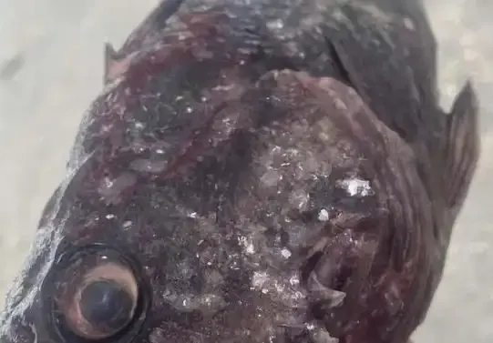 Супер скандал: Корейският костур заплашва морето!