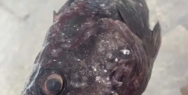 Супер скандал: Корейският костур заплашва морето!