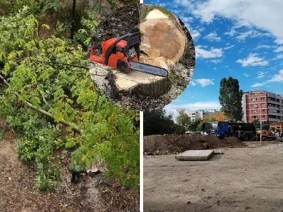 Шок! Масова сеч на орехи в София разтревожи Дружба 2!