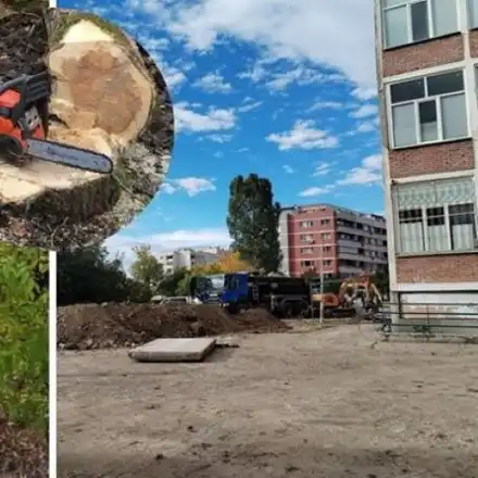 Шок! Масова сеч на орехи в София разтревожи Дружба 2!