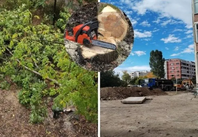 Шок! Масова сеч на орехи в София разтревожи Дружба 2!