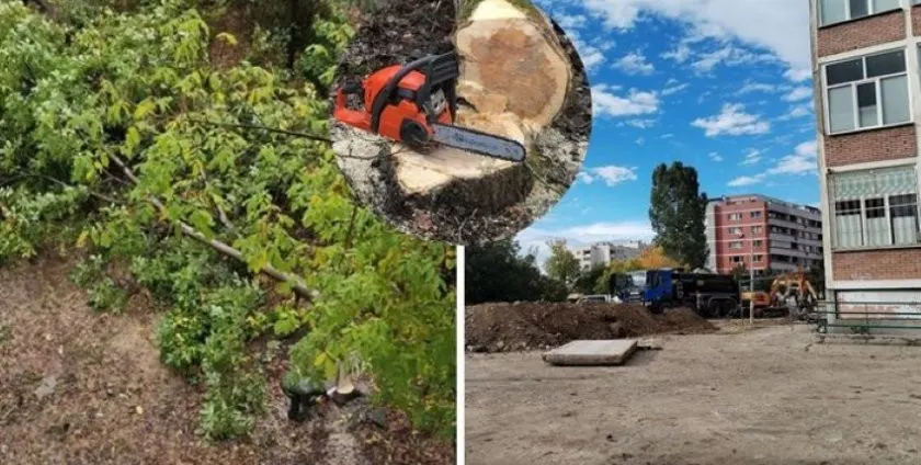 Шок! Масова сеч на орехи в София разтревожи Дружба 2!