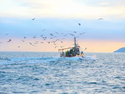 Шокиране! Турция възвръща черния хайвер от Черно море!
