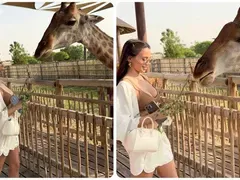 Шок! Десита храни жираф в Дубай и става звезда на сафари!