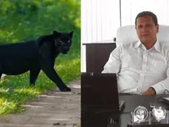 Черната пантера от Шумен  се оказа домашен любимец –  разхожда се навън, но се  прибира при стопанина си