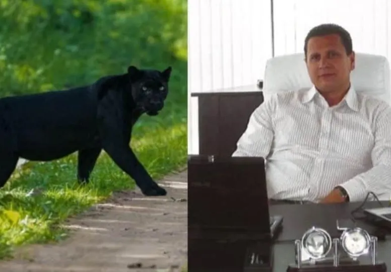 Черната пантера от Шумен  се оказа домашен любимец –  разхожда се навън, но се  прибира при стопанина си