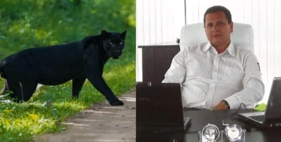 Черната пантера от Шумен  се оказа домашен любимец –  разхожда се навън, но се  прибира при стопанина си