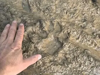 Черната пантера от Шумен  се оказа домашен любимец –  разхожда се навън, но се  прибира при стопанина си