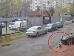 Шок и скандал: Лекар прегази куче в София и избяга!