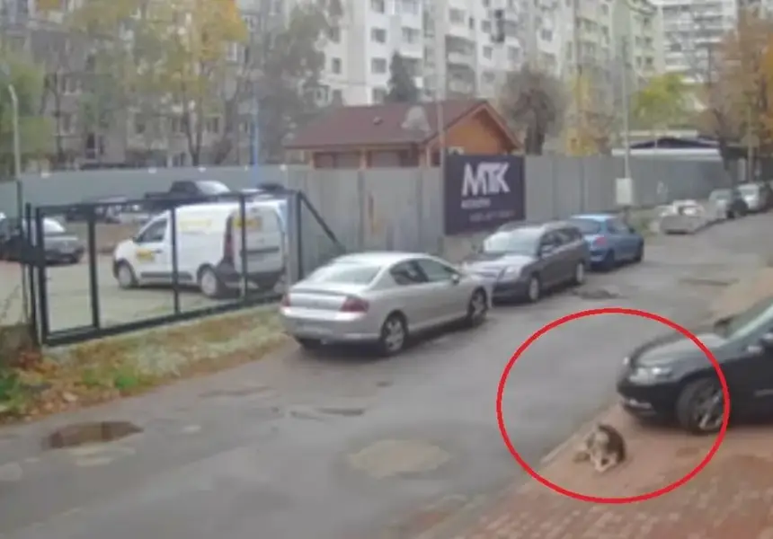 Шок и скандал: Лекар прегази куче в София и избяга!