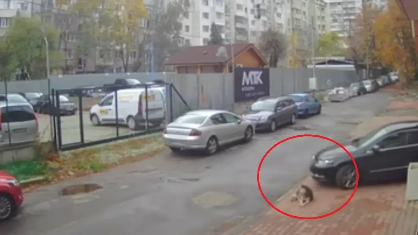 Шок и скандал: Лекар прегази куче в София и избяга!