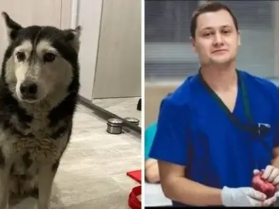 Шок! Лекар-садист убива бездомно куче в София!