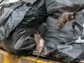 Скандал! Гигантски плъхове завладяха Люлин и Красно Село!