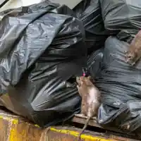 Скандал! Гигантски плъхове завладяха Люлин и Красно Село!