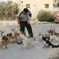 Нова Зеландия под прицел: Скандал с унищожаване на котки!