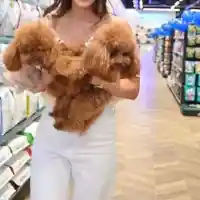 Нов тренд: Шоколадовият пудел е хит сред звездите! Струва 8 бона (СНИМКИ)