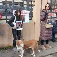 Шокираща тайна: Мъчители на животни в пернишкия скандал!