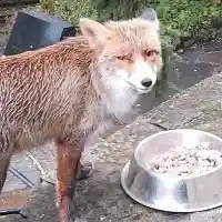 Свещеникът на Драгалевския манастир ще прави партия на простаците