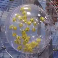 Скандал с тотото: Как България обърка еврото на 1 януари!