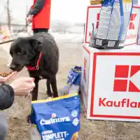 Шок! Kaufland дари 12 тона кучешка храна на приютите в София!