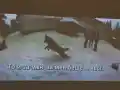 Бащата на Николай Златков с показания, че майката дала момчето на Калушев на 11 г.