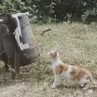 Шокираща истина: Близнаци от Люлин 10 малтретират котки с спрей за мечки!