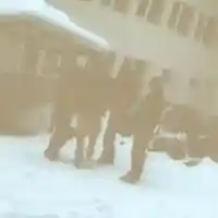 Шок и скандал: Последните думи на тримата мъже от "Петрохан" разкриха тайни!