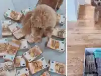 Скандал! Паскал се измъква сух от милионната контрабанда!