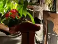 Цеца и италианския секссимвол: Искри хвърчат в Белград!