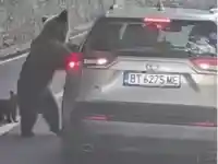 Мечка с малко нападна в Румъния футболен деятел от Горна Оряховица, оперираха го
