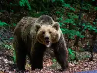 Трагедия на Витоша: Мечка убива турист, шокираща истина!